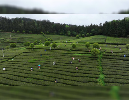 A drone photo shows farmers picking tea leaves at tea gardens in Erlong Village in Yuqing County, southwest China's Guizhou Province, April 5, 2024. (Xinhua/Yang Ying)