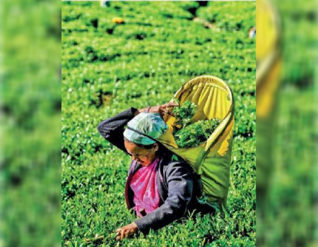 March tea exports up 18% YoY