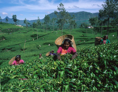 Mideast tensions threaten Sri Lankan tea exports