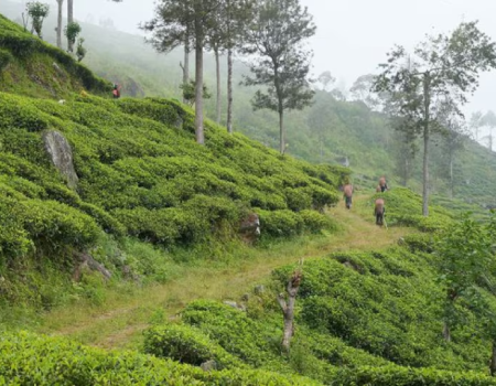 [1/3]FILE PHOTO: Tea pickers arrive for work at a plantation in the morning in Norwood, Central Province, Sri Lanka,