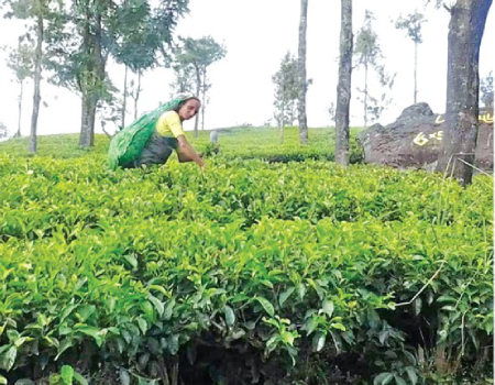 Cumulative tea exports up