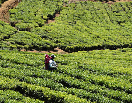 For the first time to be increased tea production in second six months may be recorded this year