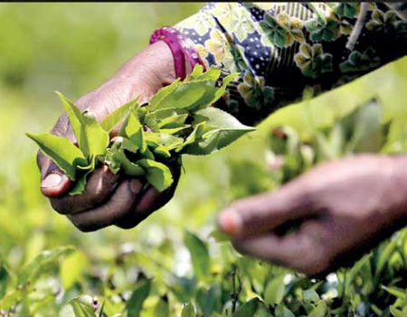 Tea prices soar in May over declining volumes