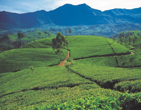 Tea fields