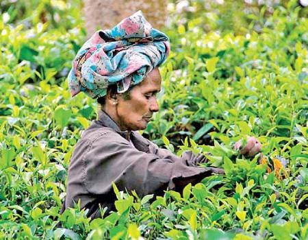 High and mid grown small leaf teas met with selective interest and irregular prices at the auction