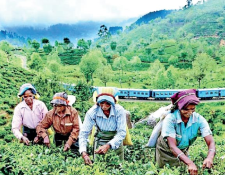 Sri Lanka celebrates International Tea Day 2024 tomorrow