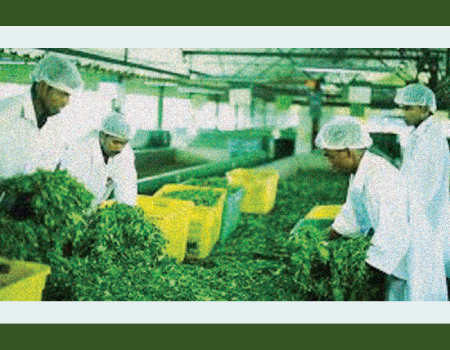 Tea production dips in April